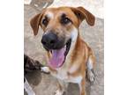 Adopt Paulo* a Labrador Retriever / Shepherd (Unknown Type) / Mixed dog in