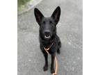 Adopt Pippi* a German Shepherd Dog / Mixed dog in Pomona, CA (41478973)