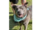 Adopt Harvey a Labrador Retriever / Mixed dog in Darlington, SC (41486770)