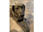 Adopt Shelby a Brindle Mutt / Mixed dog in Esperance, NY (41486740)