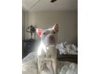 Adopt Snoopy a White - with Brown or Chocolate American Pit Bull Terrier / Mixed