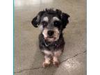 Adopt Penny a Gray/Silver/Salt & Pepper - with White Schnauzer (Miniature) /