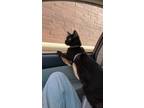 Adopt Onyx a Black (Mostly) American Shorthair / Mixed (short coat) cat in