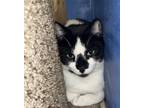 Adopt Calix a Black & White or Tuxedo Domestic Shorthair (short coat) cat in