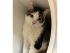 Adopt Cronus a Brown Tabby Tabby (short coat) cat in Seville, OH (41477477)