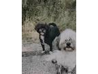 Adopt Mama & Evie a Black - with White Shih Tzu / Mixed dog in Santa Rosa Beach