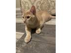 Adopt Simba a Orange or Red American Shorthair / Mixed (short coat) cat in Fort