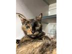 Adopt Frankie a Domestic Shorthair / Mixed (short coat) cat in Walden