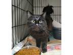 Adopt 24-05-1549a Umami a Domestic Mediumhair / Mixed (medium coat) cat in