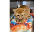 Adopt 18865 a Domestic Shorthair / Mixed cat in Covington, GA (41486322)