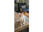 Adopt New kittens a Orange or Red Tabby / Mixed (short coat) cat in Navarre