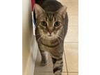 Adopt Muffin a Brown Tabby Tabby / Mixed (short coat) cat in Haddon Township