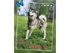 Adopt River a White - with Gray or Silver Husky / Mixed dog in Grove