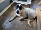 Adopt Kaleesi a White - with Black Pointer / Mixed dog in Marshall