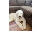 Adopt Lady a White Komondor / Mixed dog in Mansfield, OH (41486256)
