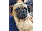 Adopt Puglet a Tan/Yellow/Fawn - with Black Pug / Mixed dog in Tucson