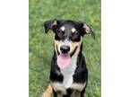 Adopt Choogie a Black Labrador Retriever dog in Weatherford, TX (41486247)