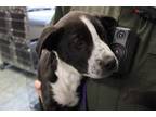 Adopt Panda a Black Labrador Retriever dog in Weatherford, TX (41486245)