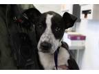 Adopt Shotgun a Black Labrador Retriever dog in Weatherford, TX (41486244)