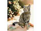 Adopt Alice 30276 a Domestic Shorthair (short coat) cat in Joplin, MO (41486234)