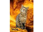 Adopt Timothy 122983 a Domestic Shorthair (short coat) cat in Joplin