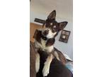 Adopt Tequila a Brown/Chocolate - with White Husky / Australian Shepherd / Mixed