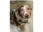 Adopt Luke a Merle Australian Shepherd / Mutt / Mixed dog in Pittsboro