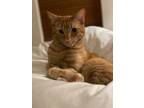 Adopt Thor a Orange or Red American Shorthair / Mixed (short coat) cat in Los