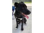 Adopt Cheddar a Black - with White Labrador Retriever / Mixed dog in Burgaw