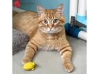 Adopt Bubba a Orange or Red American Shorthair (short coat) cat in St.