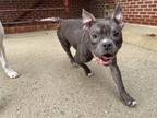 Adopt Hippo a American Staffordshire Terrier
