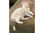 Adopt Theresa a White (Mostly) Domestic Shorthair (short coat) cat in La Quinta