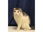 Adopt RONNIE a White Scottish Fold / Mixed (medium coat) cat in Oroville