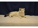 Adopt WALLY a White Scottish Fold / Mixed (medium coat) cat in Oroville