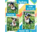 Adopt Sydney a Tricolor (Tan/Brown & Black & White) Australian Cattle Dog /