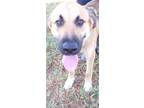Adopt CHARLIE a Brown/Chocolate German Shepherd Dog / Mixed dog in Arcadia