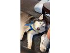 Adopt Ricky a Black - with Gray or Silver Husky / Mixed dog in Harborcreek