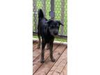 Adopt Madison a Black - with Tan, Yellow or Fawn German Shepherd Dog / Airedale