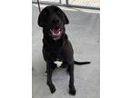 Adopt Queso a Black - with White Labrador Retriever / Mixed dog in Burgaw