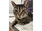 Adopt Mary Jane a Domestic Shorthair / Mixed cat in Stouffville, ON (41485860)