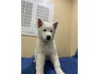 Adopt Tomoe a White Husky / Mixed dog in Downey, CA (41485863)