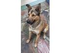 Adopt Bodie a Tan/Yellow/Fawn - with Black Shepherd (Unknown Type) / Mixed dog