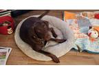 Adopt Lucy a Brown/Chocolate Labrador Retriever / Doberman Pinscher / Mixed dog