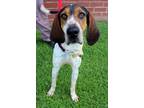 Adopt Colby a Brindle - with White English (Redtick) Coonhound / Mixed dog in