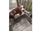 Adopt Bella a Brown/Chocolate - with White Terrier (Unknown Type