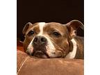 Adopt Jasmine a Brown/Chocolate - with White American Staffordshire Terrier /