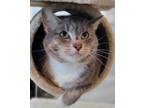 Adopt Stormy a Domestic Shorthair / Mixed cat in Atlantic City, NJ (41485840)