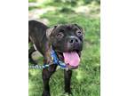 Adopt Dexter a Brindle - with White Mixed Breed (Medium) / Mixed dog in Aurora