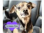 Adopt Scrappy Doo a Brown/Chocolate - with Tan Rat Terrier / Mixed dog in