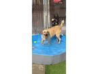 Adopt Lance a Labrador Retriever / Mixed dog in Newman, CA (41483372)